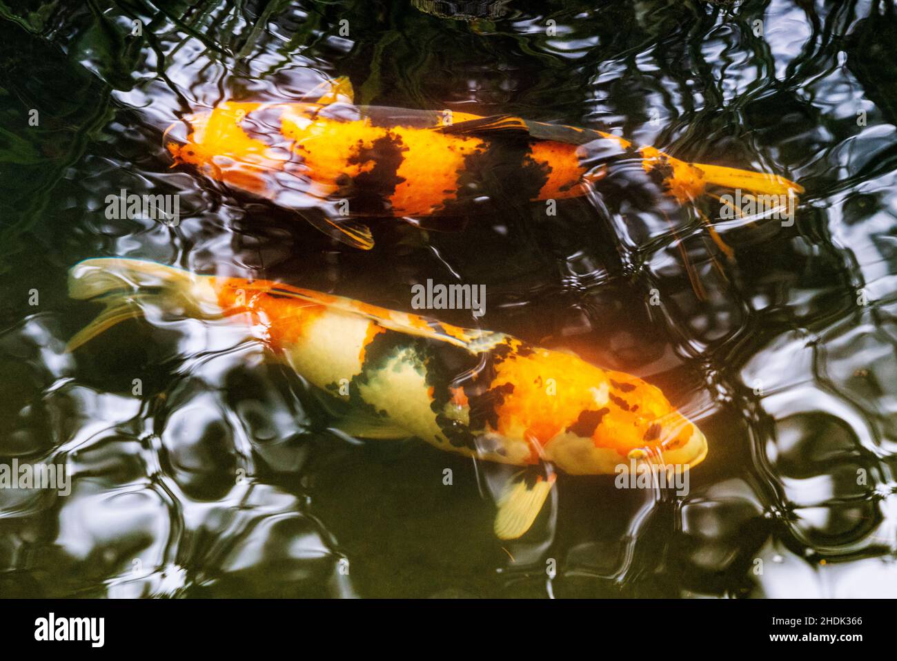 Koi; Nishikigoi; Karpfen; Amurkarpfen; Cyprinus rubrofuscus; Portland Japanese Gardens; Portland; Oregon; USA Stockfoto
