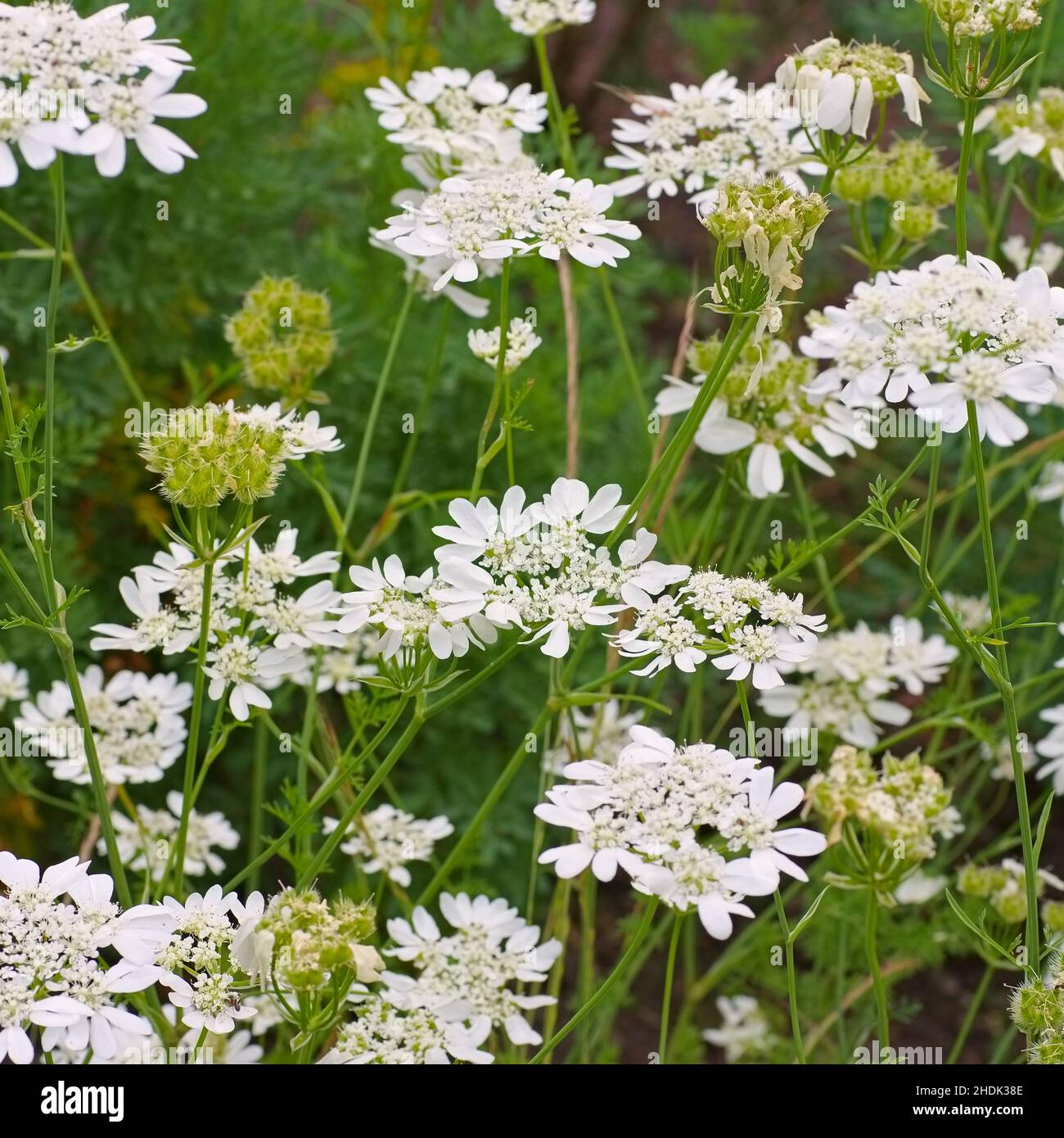 orlaya grandiflora, petersilie aus der französischen Wiese, minoische Spitze, weiße Spitzenblume, weiße Seenohlblüte Stockfoto