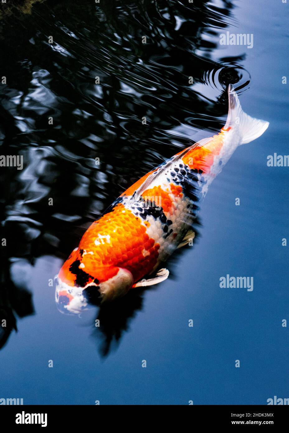 Koi; Nishikigoi; Karpfen; Amurkarpfen; Cyprinus rubrofuscus; Portland Japanese Gardens; Portland; Oregon; USA Stockfoto