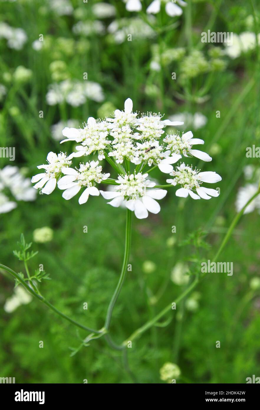 orlaya grandiflora, petersilie aus der französischen Wiese, minoische Spitze, weiße Spitzenblume, weiße Seenohlblüte Stockfoto