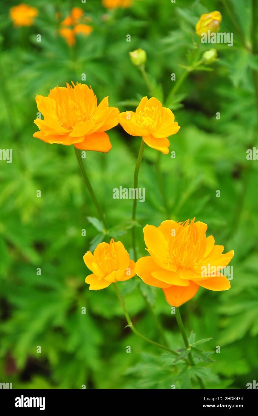 Globenblume, trollius chinensis, Globenblüten Stockfoto