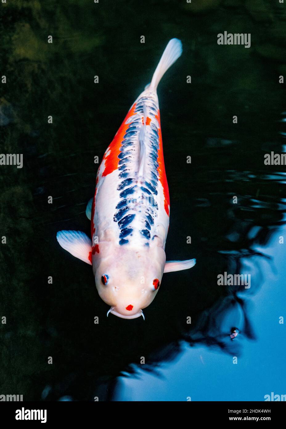 Koi; Nishikigoi; Karpfen; Amurkarpfen; Cyprinus rubrofuscus; Portland Japanese Gardens; Portland; Oregon; USA Stockfoto