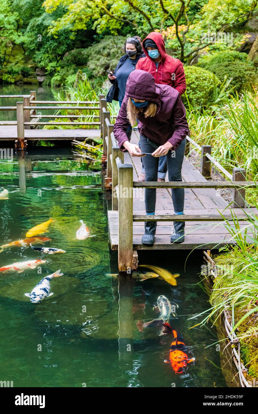 Touristen fotografieren Koi-Fische; Portland Japanese Gardens; Portland; Oregon; USA Stockfoto