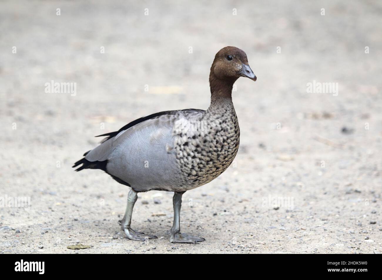 Wildgans, Entenvögel, australische Holzente, Wildgänse, Entenvögel, australische Holzenten Stockfoto