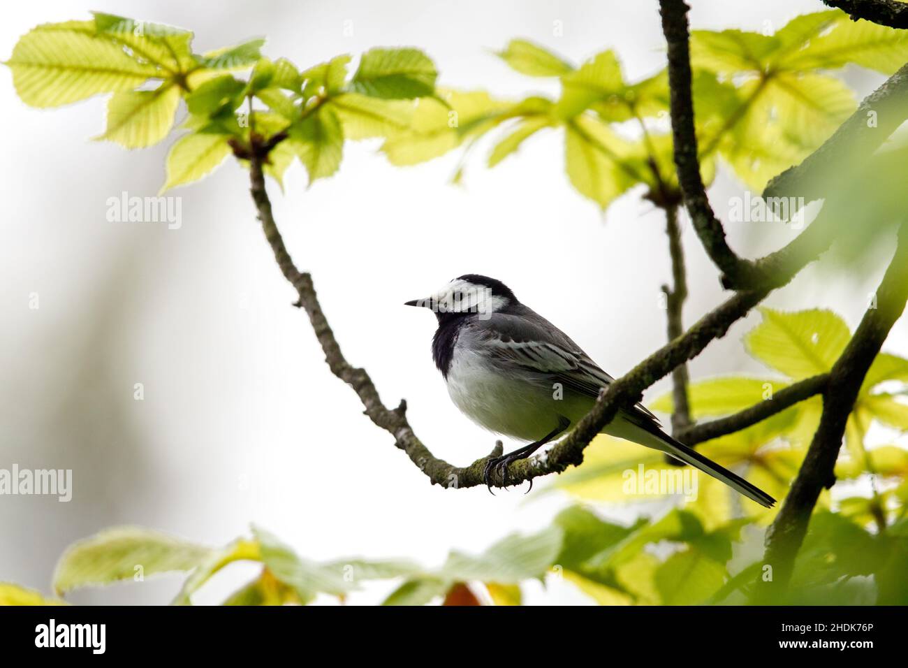 Bachstelze, Bachstelze Stockfoto