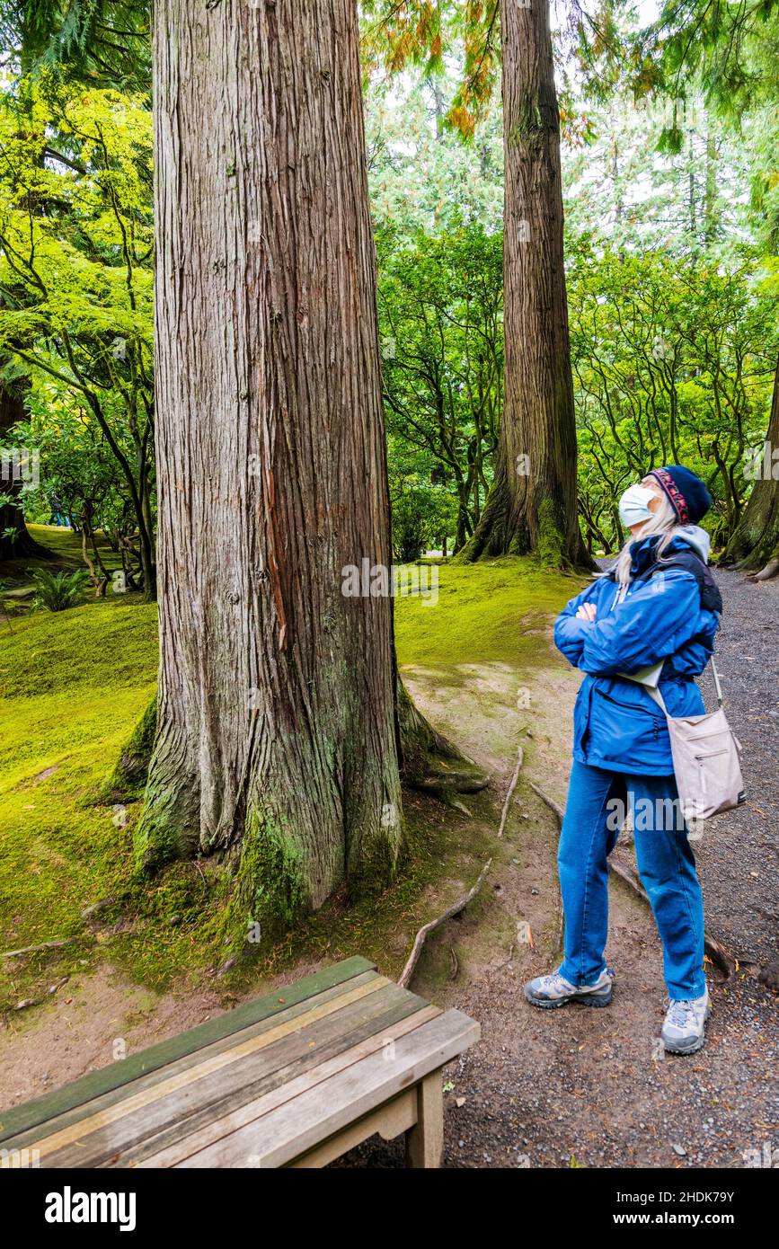 Touristen erkunden die japanischen Gärten von Portland; Portland; Oregon; USA Stockfoto