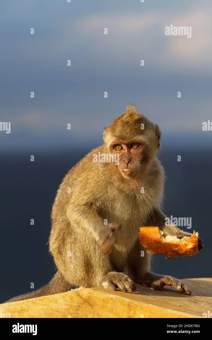 Affen, Krabben, die Makaken fressen, Affen, Primaten, Krabben fressende Makaken, Cynomolgus-Affe, Langschwanzmakake, philippinischer Affe Stockfoto