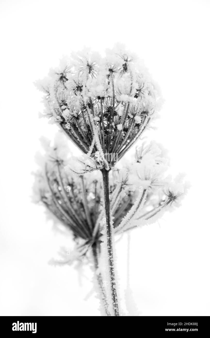 Blüte, Frost, Reif, Blüten, Frost, rimes Stockfoto