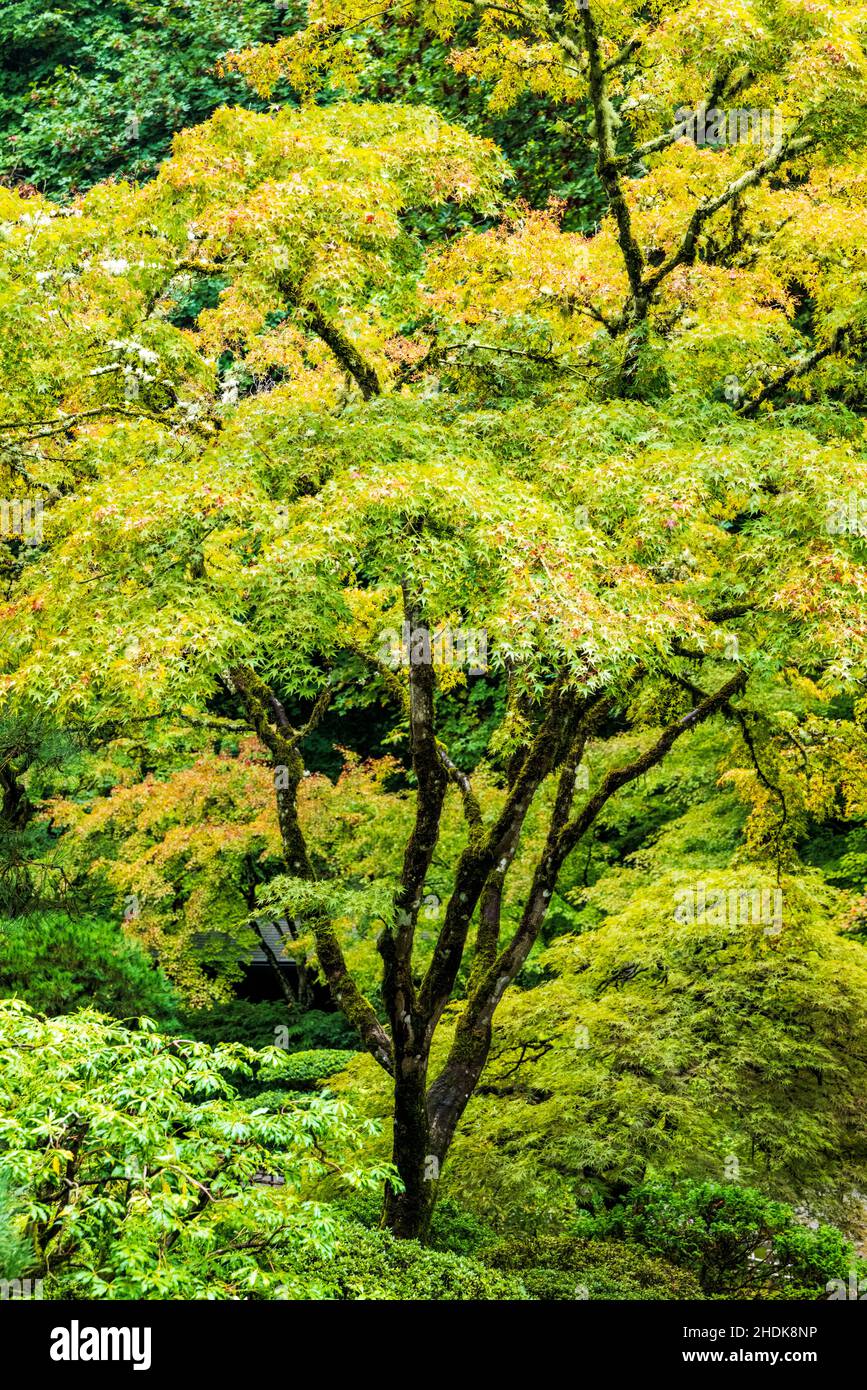 Herbstfarben; Portland Japanese Gardens; Portland; Oregon; USA Stockfoto