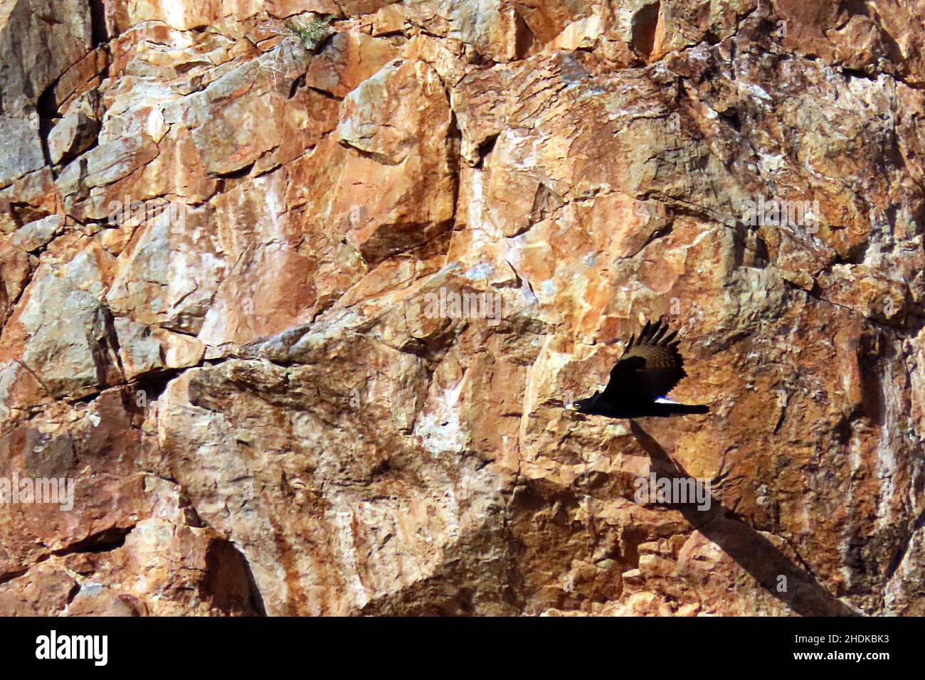 Ein Adler von Verreaux (Aquila verreauxii), der tief über einer felsigen Schlucht im Mountain Zebra National Park in den Nubib Mountains von Namibia fliegt Stockfoto