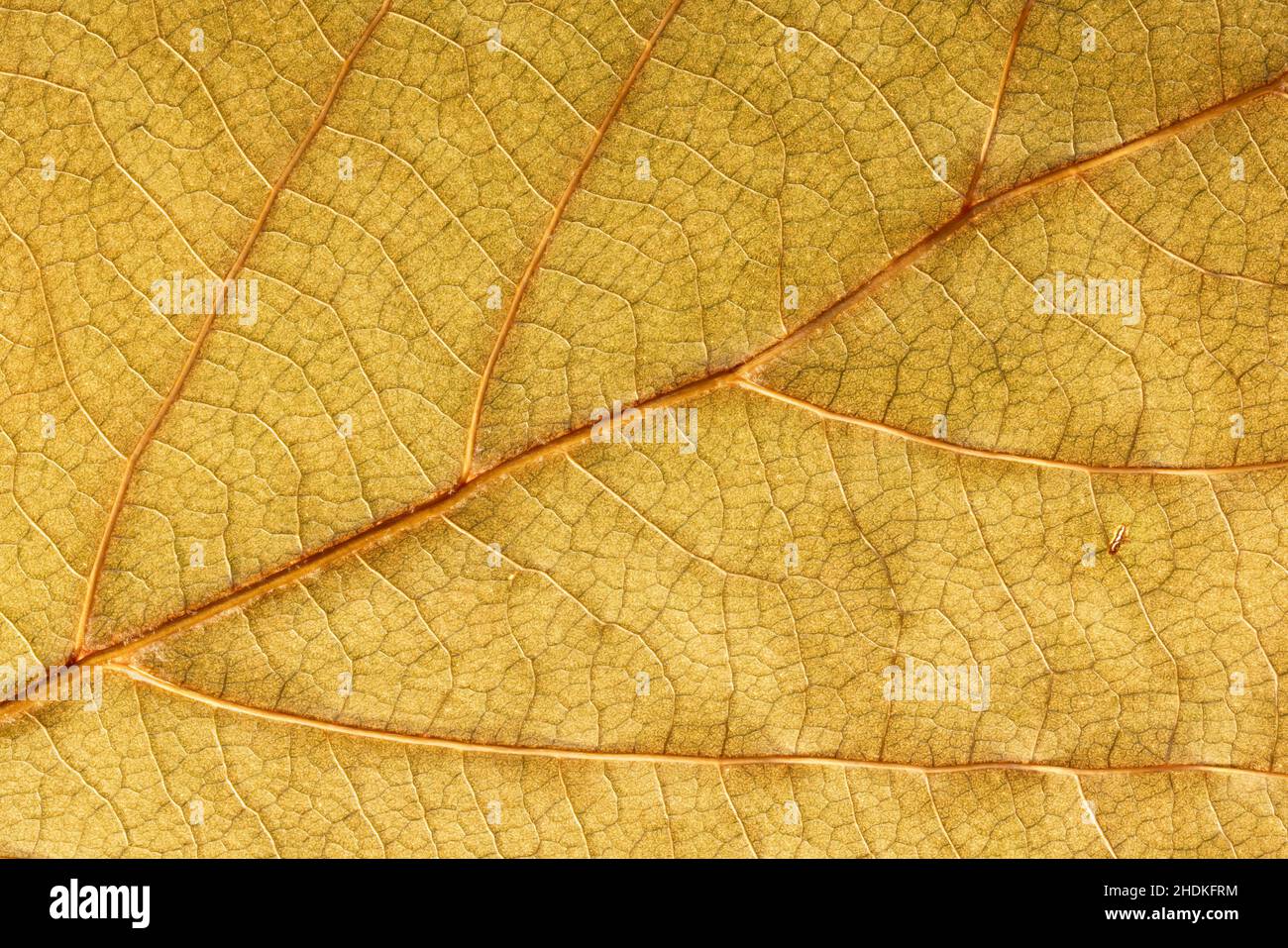 Detail Blatt Platane-Baum mit Herbstfarben, von unten beleuchtet für feine Details nervt Stockfoto