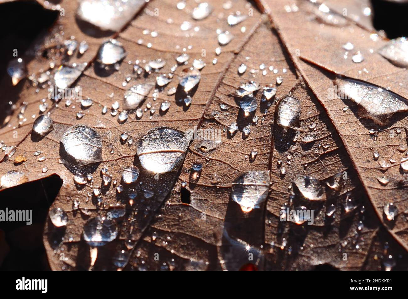 Tau, Wassertropfen, Eichenblatt, Tau, Wassertropfen, Wassertropfen, Wassertropfen, Eichenblätter Stockfoto