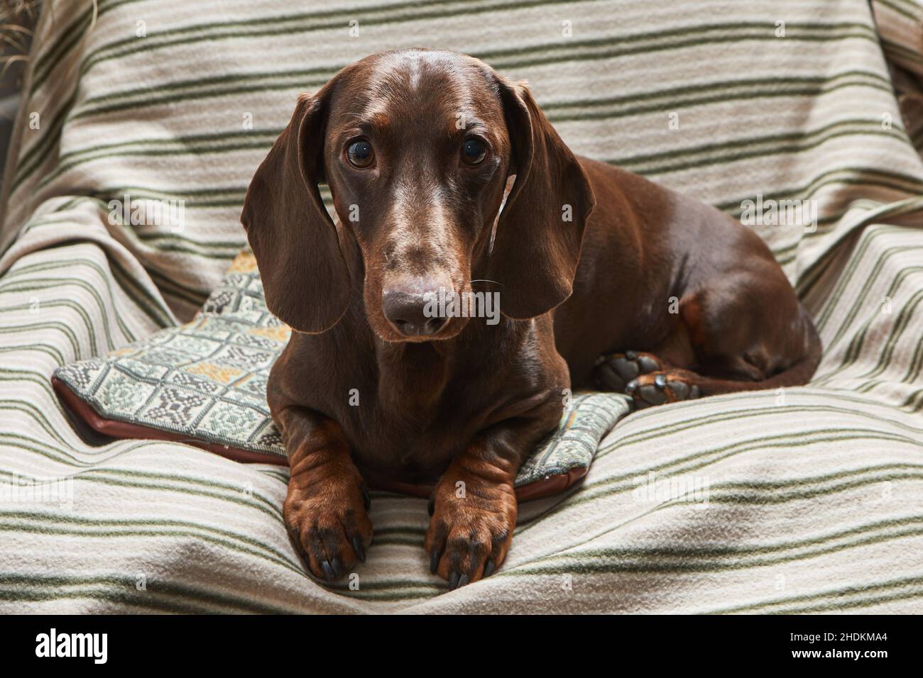 Der Schokoladendackel liegt in einem Sessel auf einer gestreiften Decke. Stockfoto