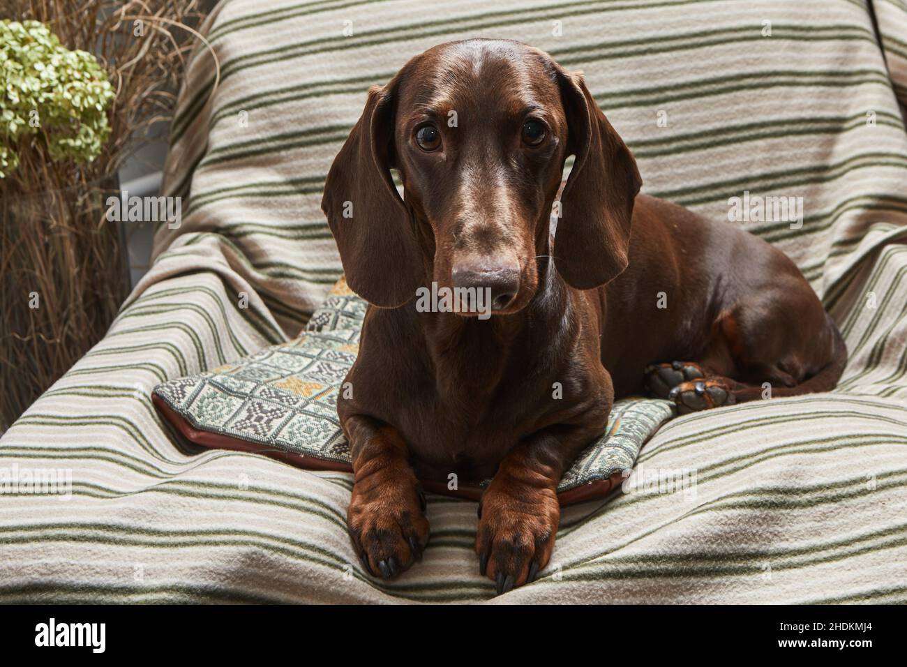 Der Schokoladendackel liegt in einem Sessel auf einer gestreiften Decke. Stockfoto