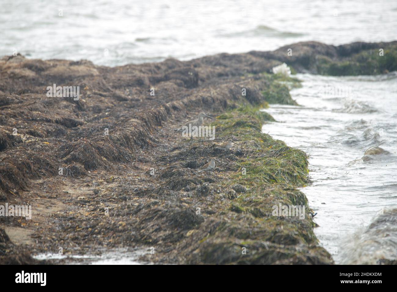 Vogelbeobachtung auf der King Ranch in Texas Stockfoto