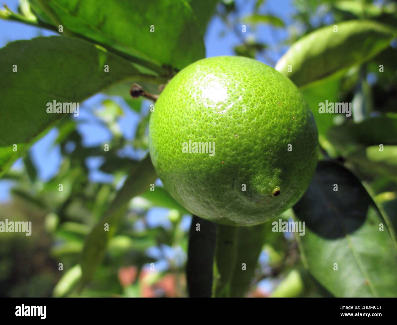 Unreife zitrone Fotos und Bildmaterial in hoher Auflösung Alamy