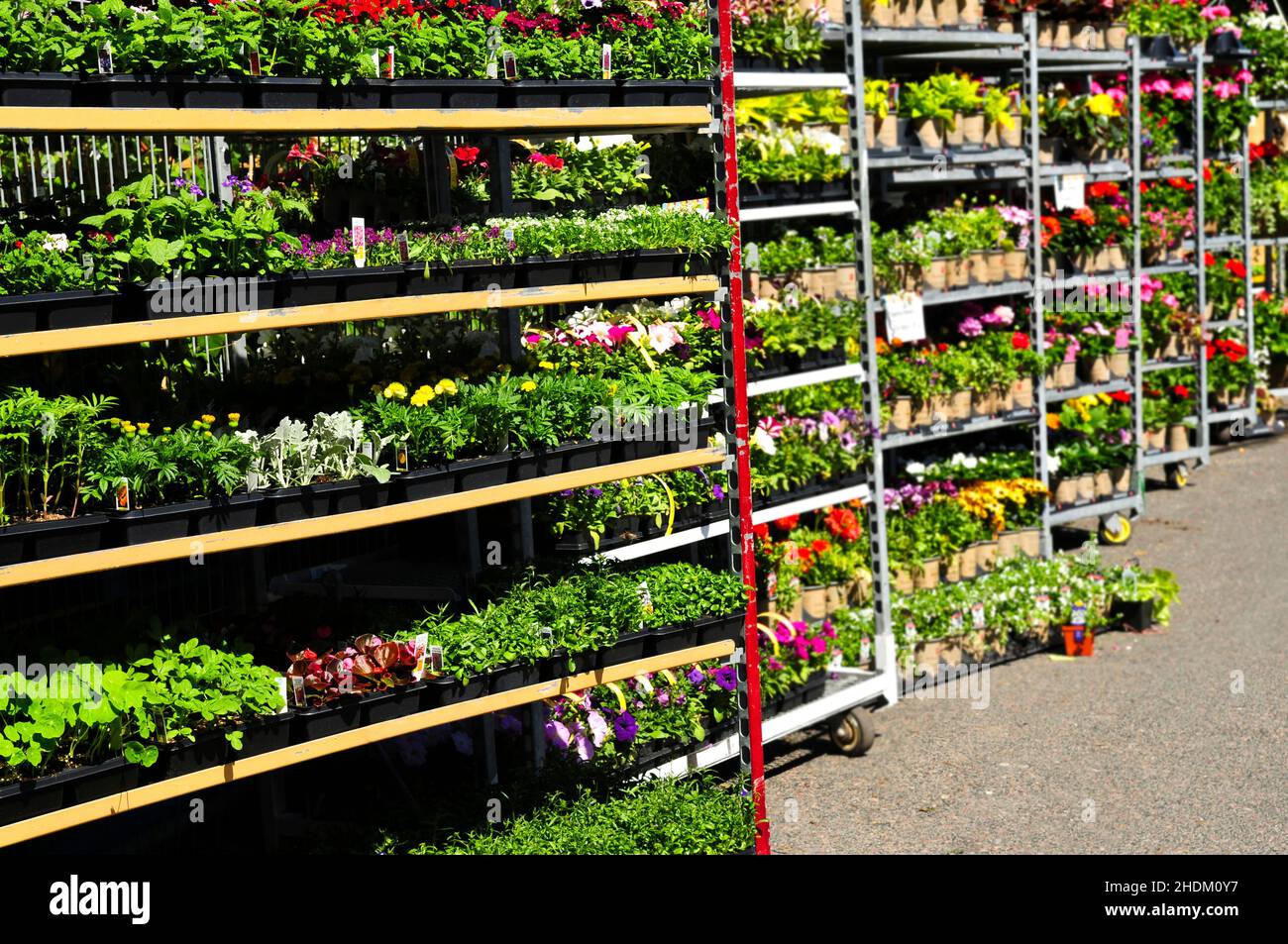 Gartencenter, Großhandel, Blumenverkauf, Gartencenter, Großhandel Stockfoto