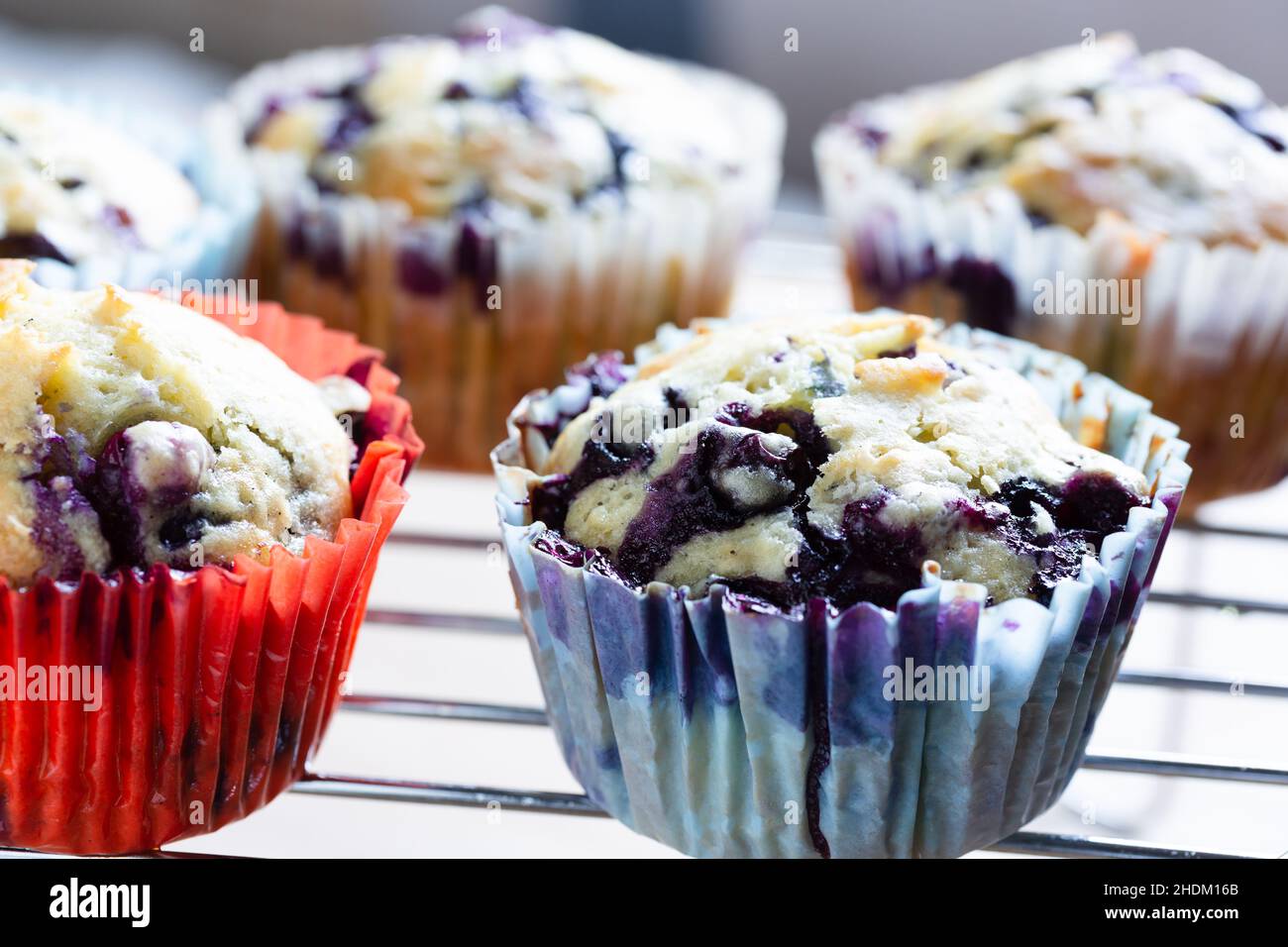 Hausgemachte Blaubeer-Muffins auf dem Kuchengestell Stockfoto