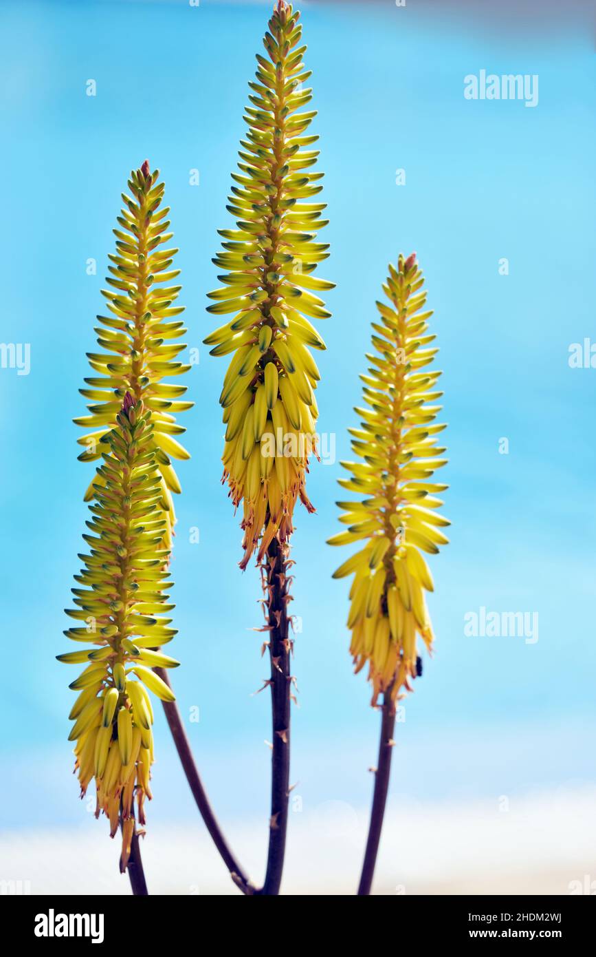 Blüte, echte Aloe, Blüten, echte Aloe Stockfoto