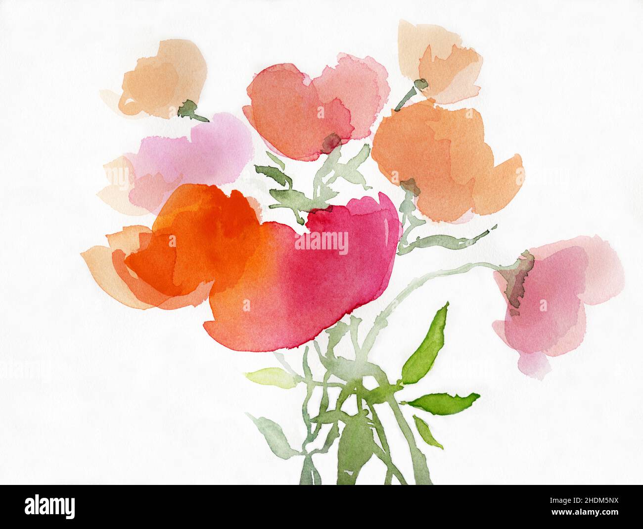 Aquarell, Mohnblumen, Mohn Stockfoto