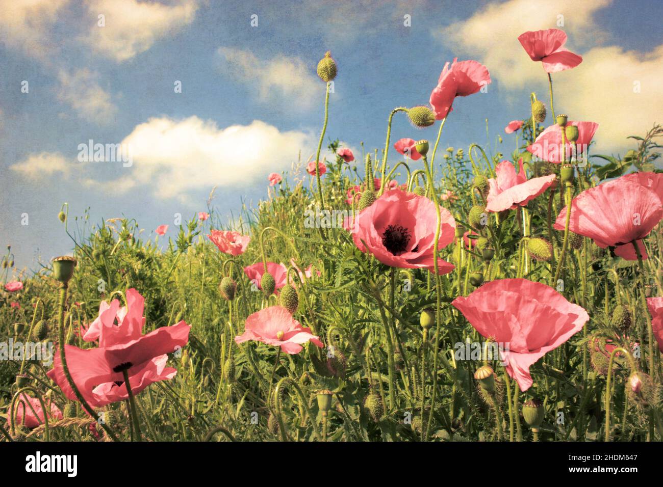 Mohnblumen, Postkarte, Mohn, Postkarten Stockfoto