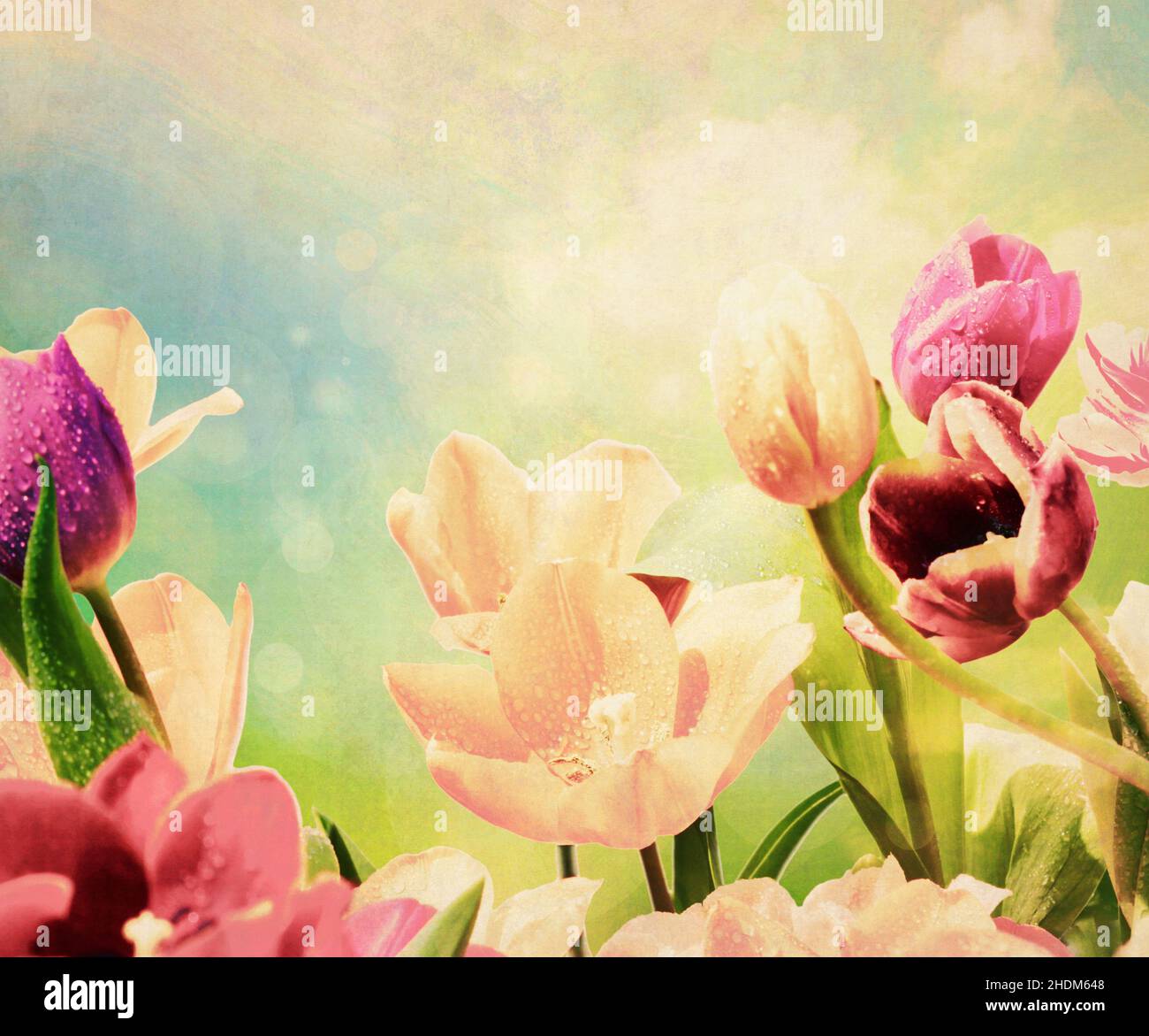 Retro, Tulpen, Postkarte, altmodisch, Retro-Stil, tulpe, Postkarten Stockfoto