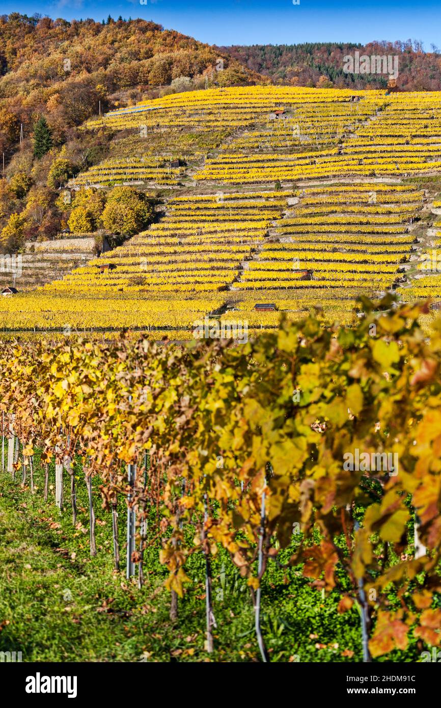 Weinbau, dürnstein, Weinterrassen, Weinbau, Dürnsteins Stockfoto