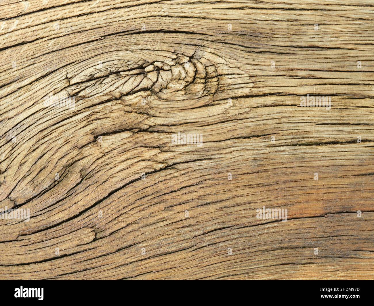 Eiche, geknüpftes Holz, Eichen, geknüpfte Hölzer Stockfoto