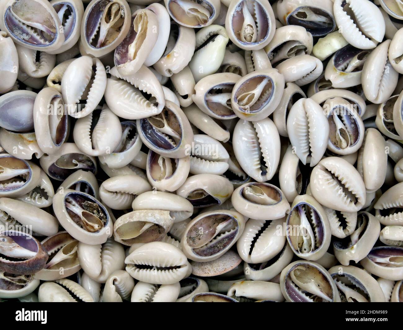Muscheln, Kaurischnecken, Muscheln, Kaurischnecken Stockfoto