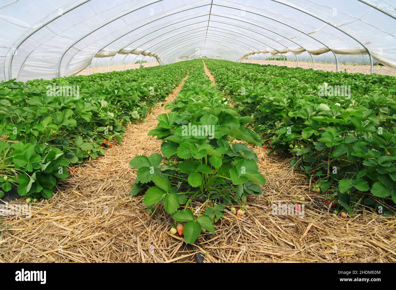 Gewächshaus, Erdbeerpflanze, Folientunnel, Gewächshäuser, Erdbeerpflanzen Stockfoto