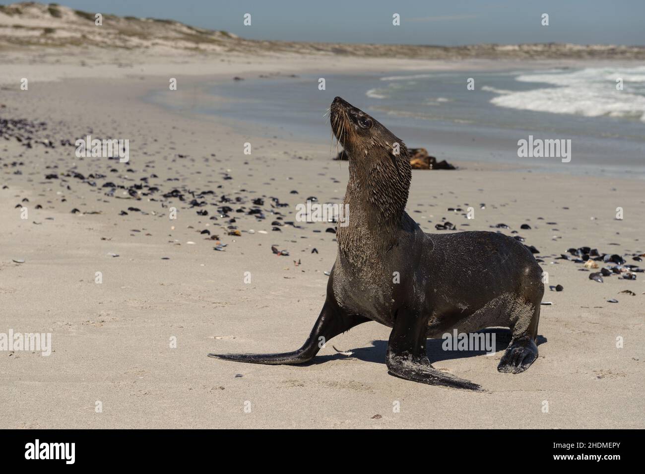 Eine Kappelzrobbe, auch als braune Robbe bekannt, kommt am südafrikanischen West Coast National Park an Land Stockfoto