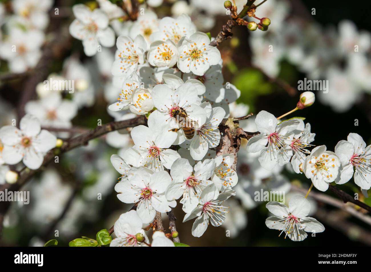 apis mellifera Honigbiene Stockfoto