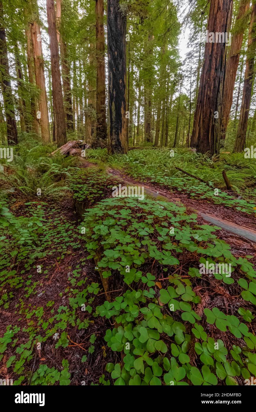 Redwood Sorrel, Oxalis oregana, in Stout Memorial Grove in Jedediah Smith Redwoods State Park in Redwood National and State Parks, Kalifornien, USA Stockfoto