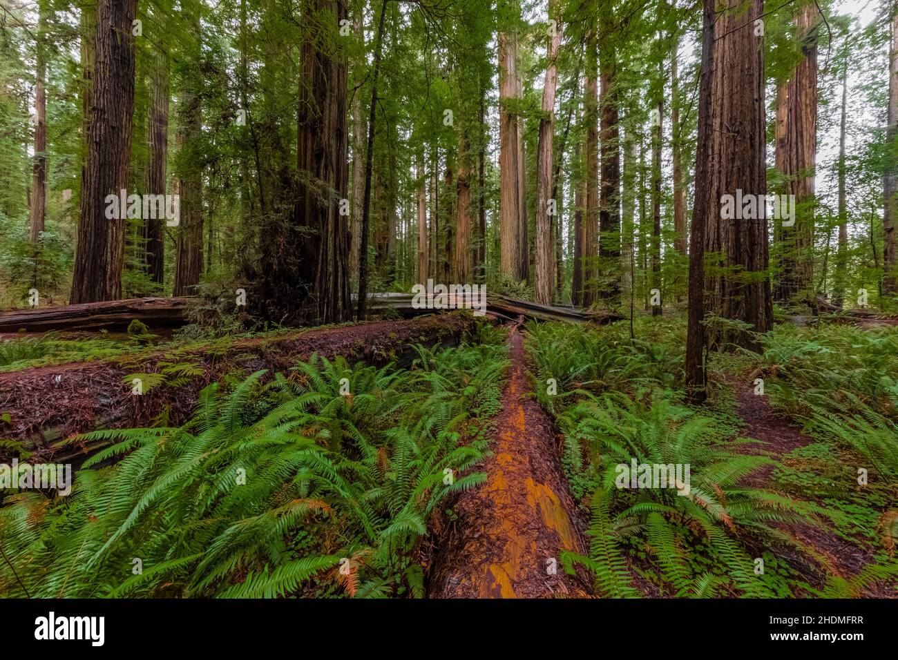 Fallen Coast Redwood Log in Stout Memorial Grove in Jedediah Smith Redwoods State Park in Redwood National and State Parks, California, USA Stockfoto