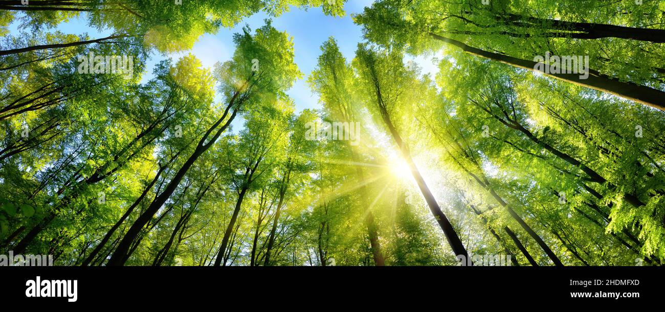 Wald, Forstwirtschaft, Baumkronen, Wälder, Holz, Wälder, Wälder, Waldgebiete, Baumvordächer Stockfoto