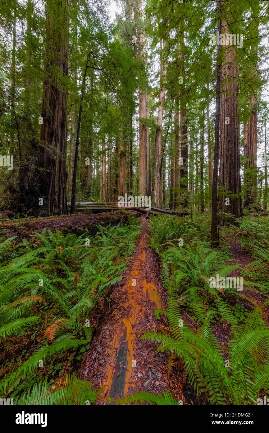 Fallen Coast Redwood Log in Stout Memorial Grove in Jedediah Smith Redwoods State Park in Redwood National and State Parks, California, USA Stockfoto