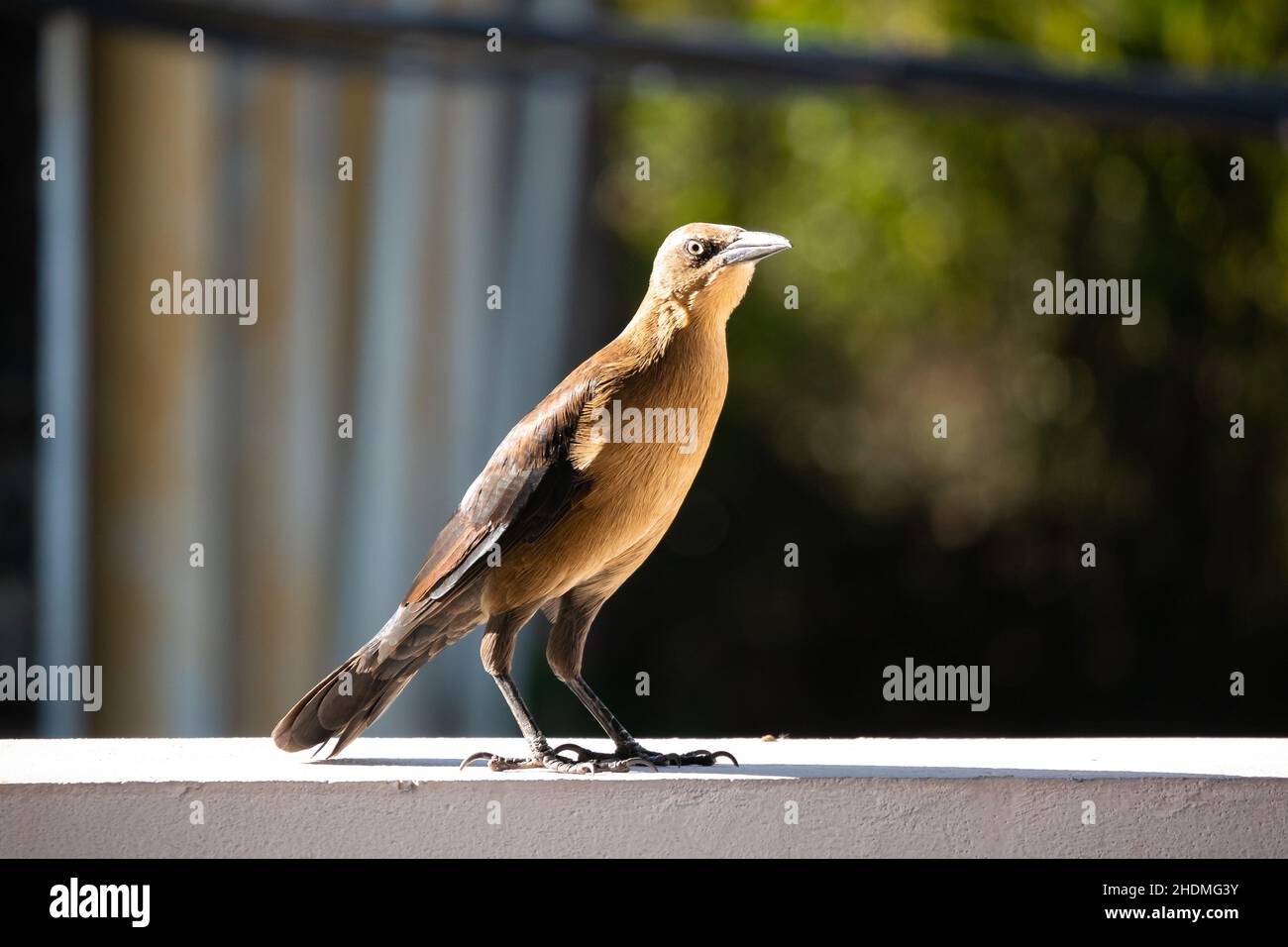 Der Schwanzgrackle oder Mexikanischer Grackle (Quiscalus mexicanus), ein weiblicher Brauner Vogel, steht am Rand des Weißen Balkons Stockfoto