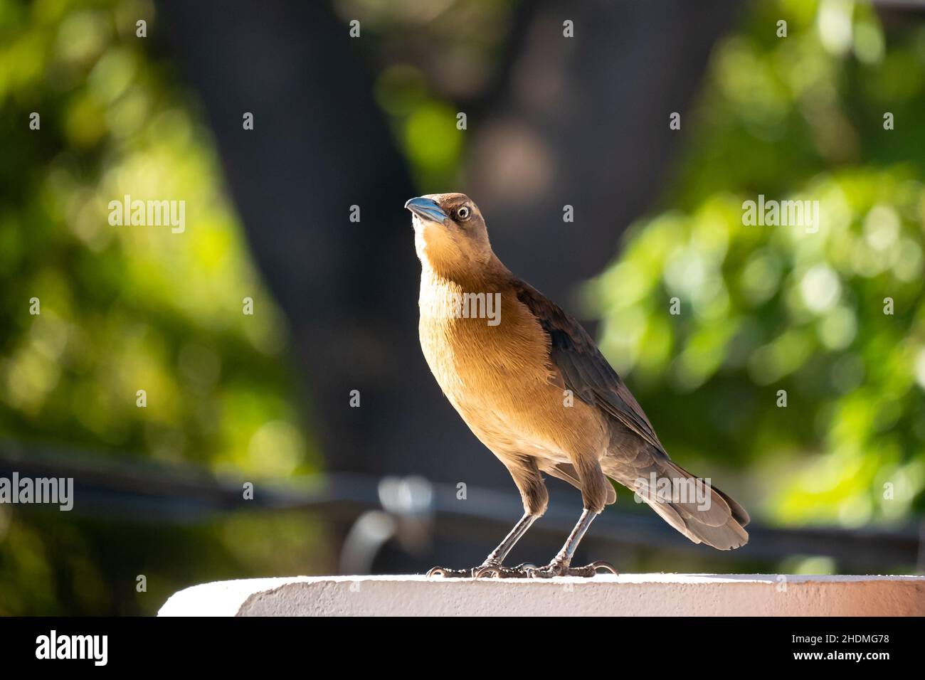 Der Schwanzgrackle oder Mexikanischer Grackle (Quiscalus mexicanus), ein weiblicher Brauner Vogel, steht am Rand des Weißen Balkons Stockfoto