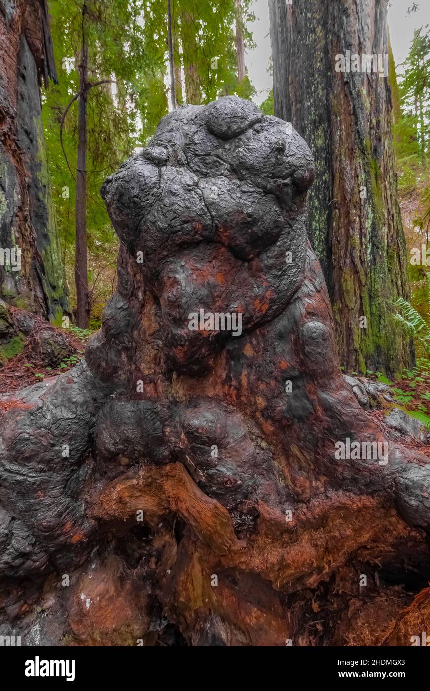 Coast Redwood Burl in Stout Memorial Grove in Jedediah Smith Redwoods State Park in Redwood National and State Parks, Kalifornien, USA Stockfoto