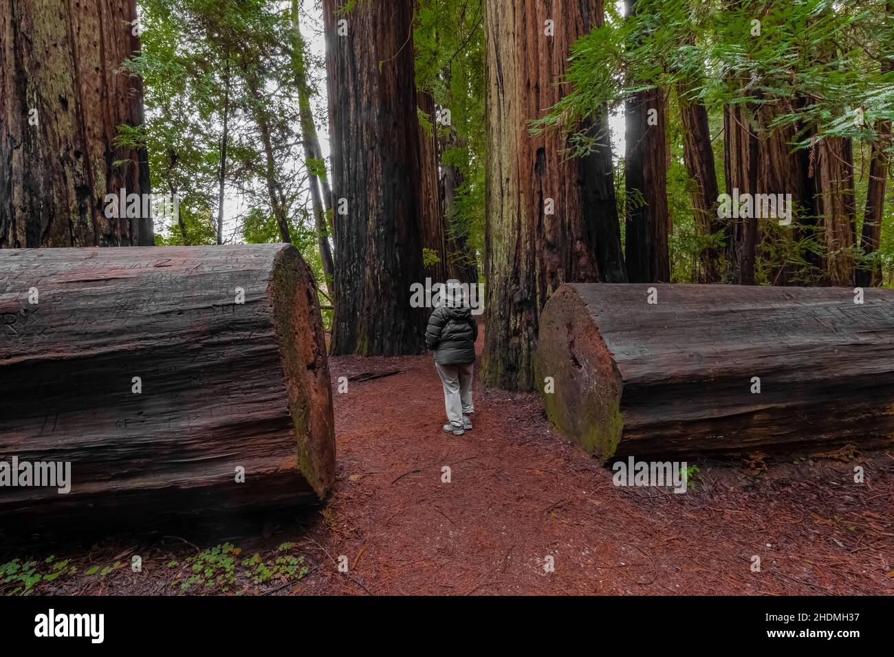 Fahren Sie durch den Stout Memorial Grove im Jedediah Smith Redwoods State Park im Redwood National and State Park, Kalifornien, USA Stockfoto