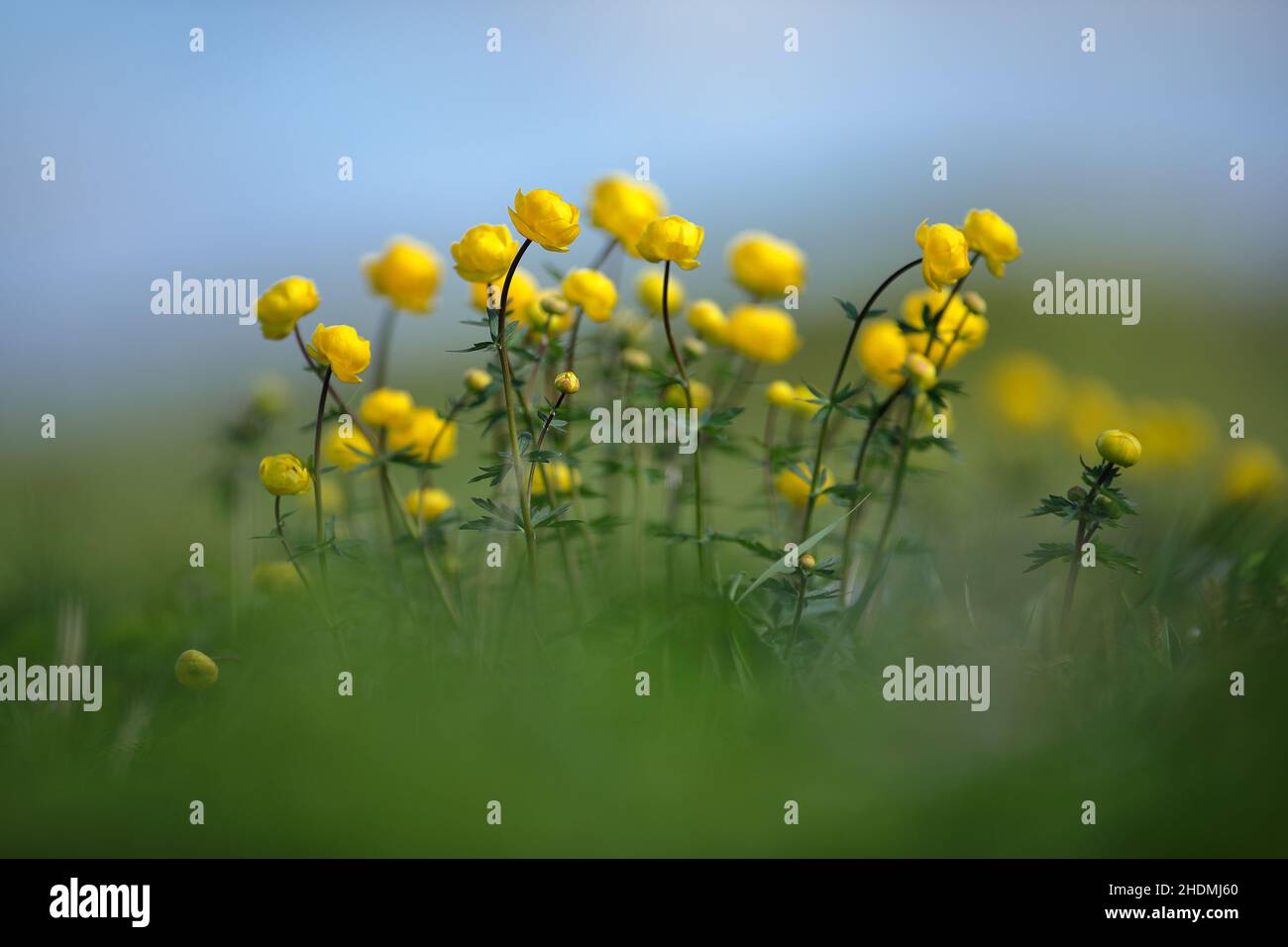 Globe-Blume, Globe-Blumen Stockfoto