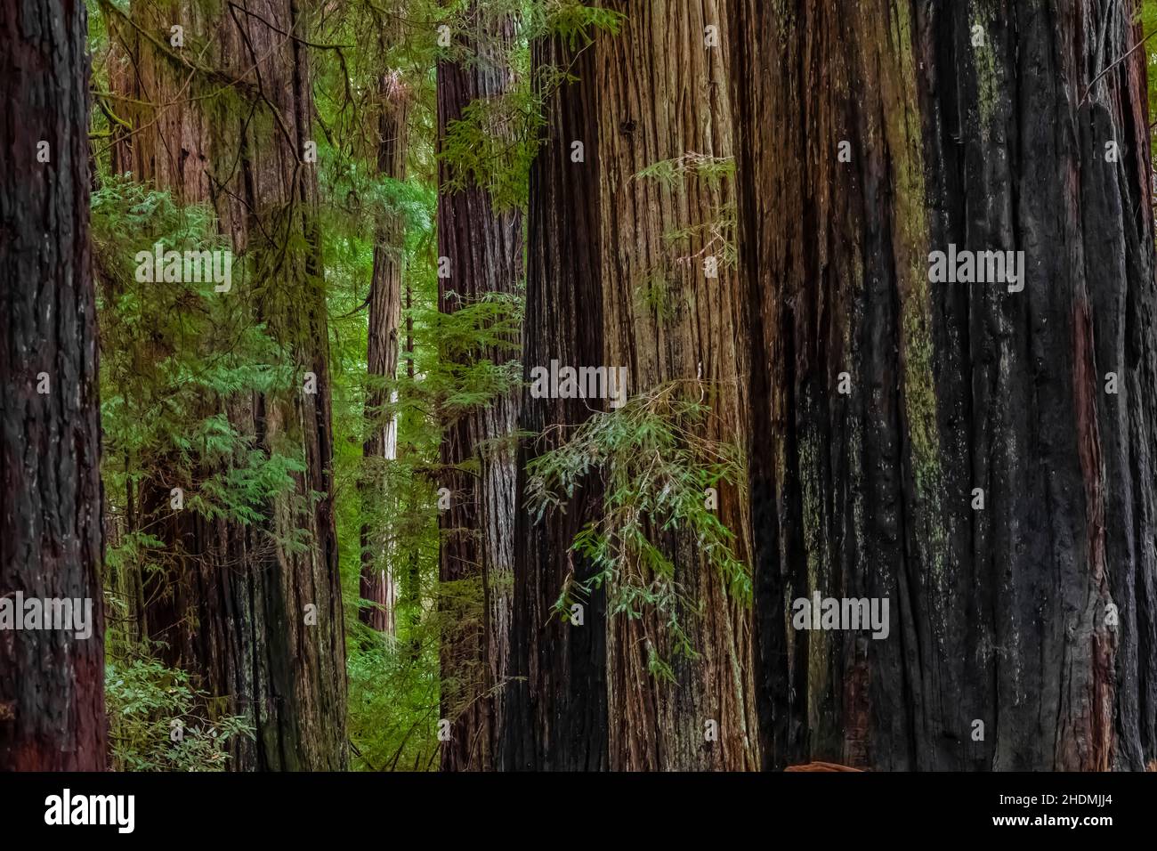 Stout Memorial Grove im Jedediah Smith Redwoods State Park im Redwood National and State Park, Kalifornien, USA Stockfoto