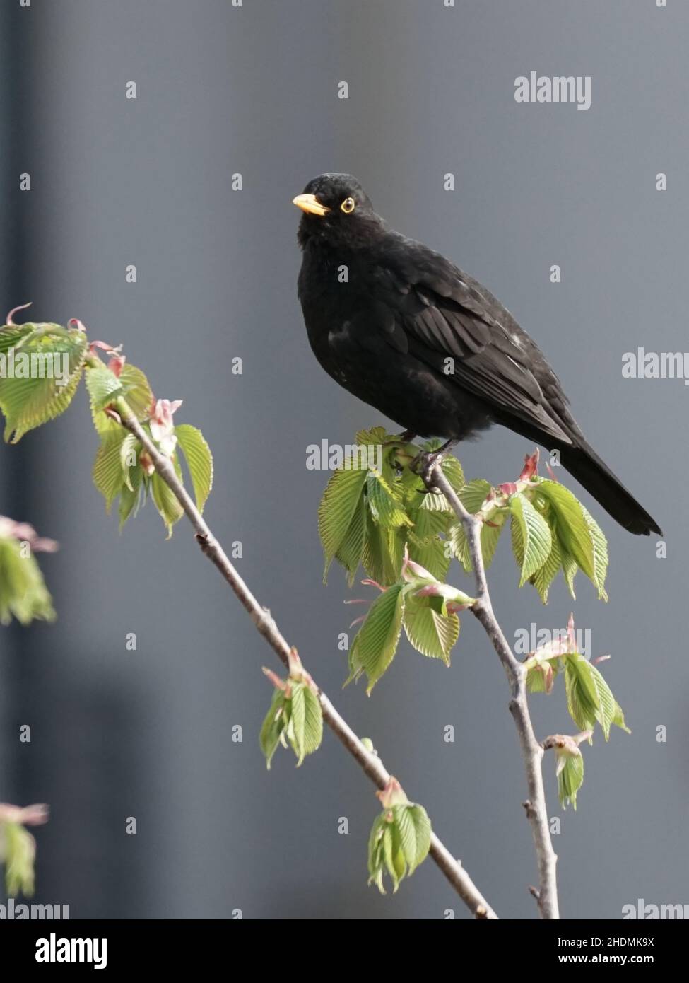 Blackbird auf einem Ast Stockfoto