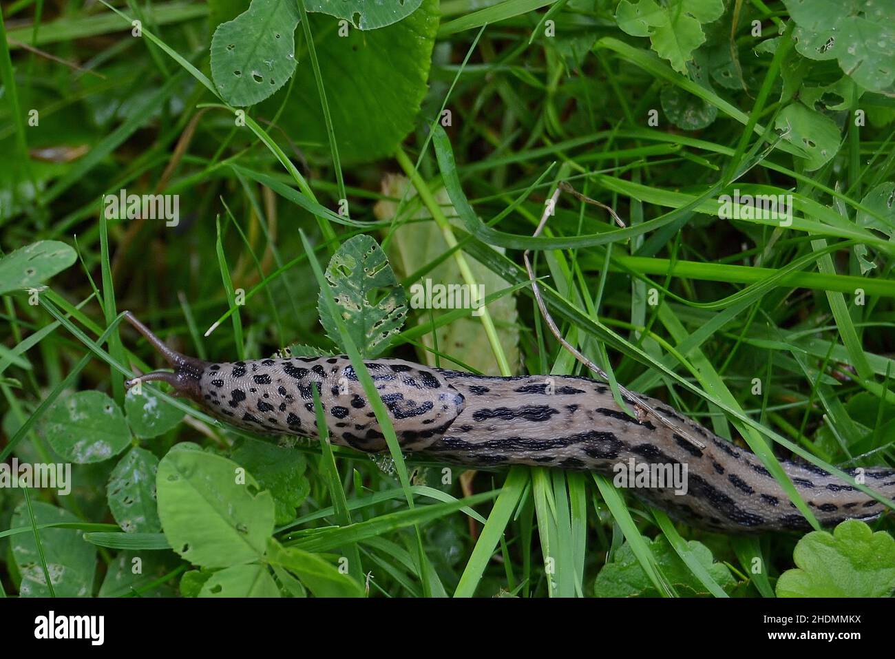 Schnecke, Pflanzenschädling, Leopardenschnecke, Schnecken, Schädling, Pflanzenschädlinge Stockfoto