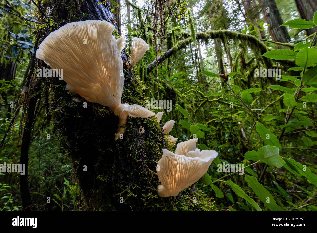 Austernpilze, Pleurotus ostreatus, im Jedediah Smith Redwoods State Park im Redwood National and State Park, Kalifornien, USA Stockfoto