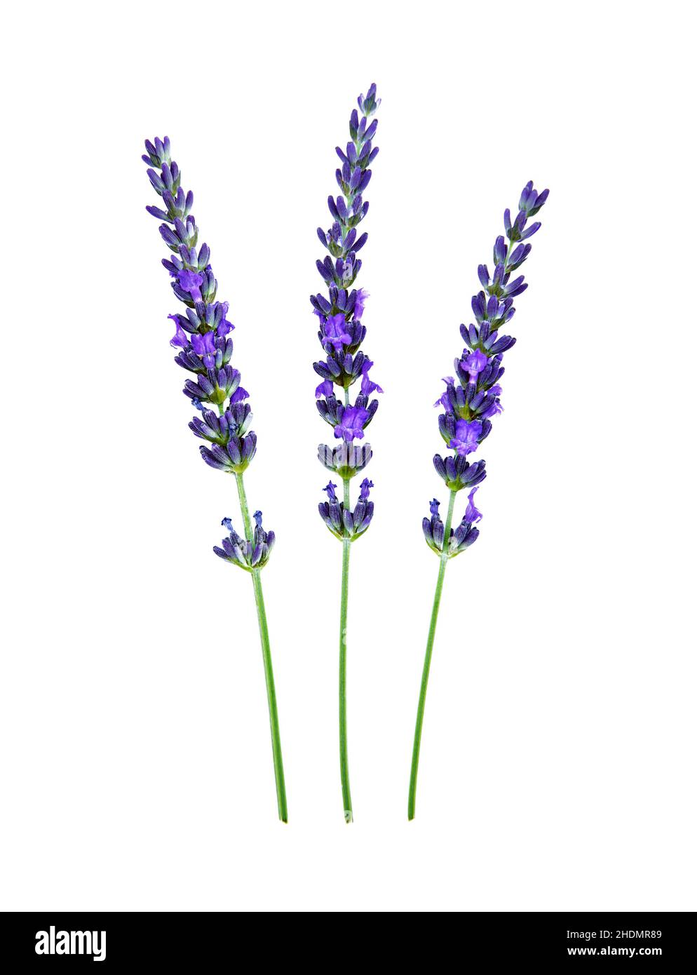 Lavendel, aromatische Pflanze, Lavendelblüte, Lavendel, aromatische Pflanzen, Lavendelblüten Stockfoto