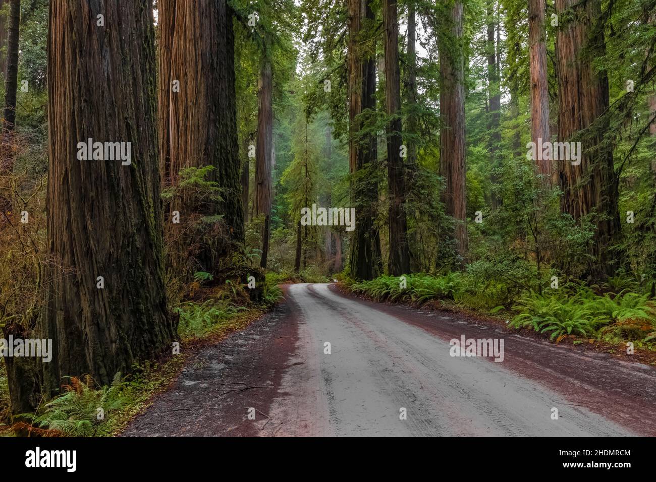 Magnificent Coast Redwoods entlang der Howland Hill Road im Jedediah Smith Redwoods State Park im Redwood National and State Park, Kalifornien, USA Stockfoto