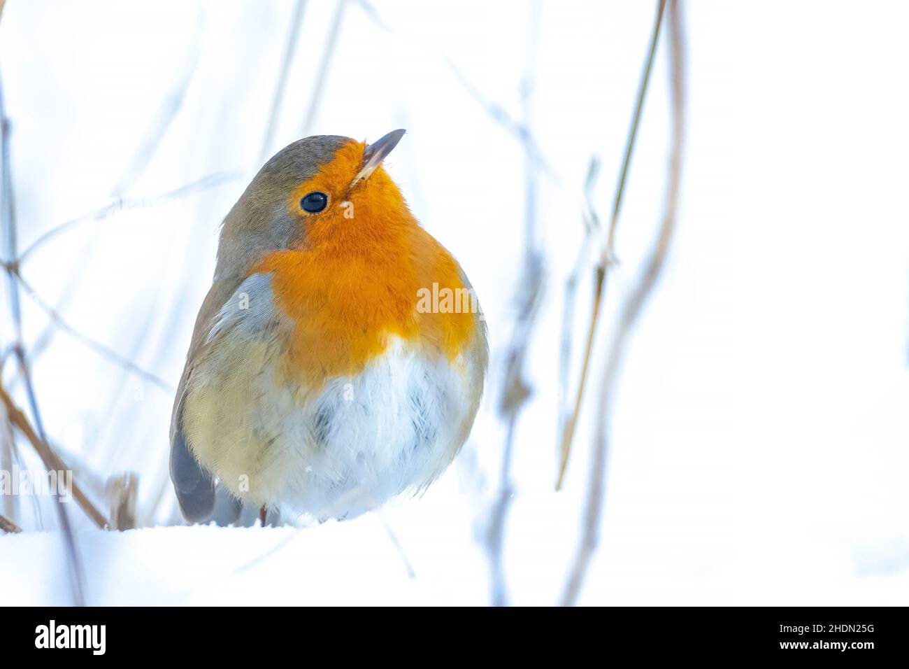 Europäischer Rotkehlchen Erithacus rubecula Futter im Schnee, schöne kalte Winter Einstellung Stockfoto