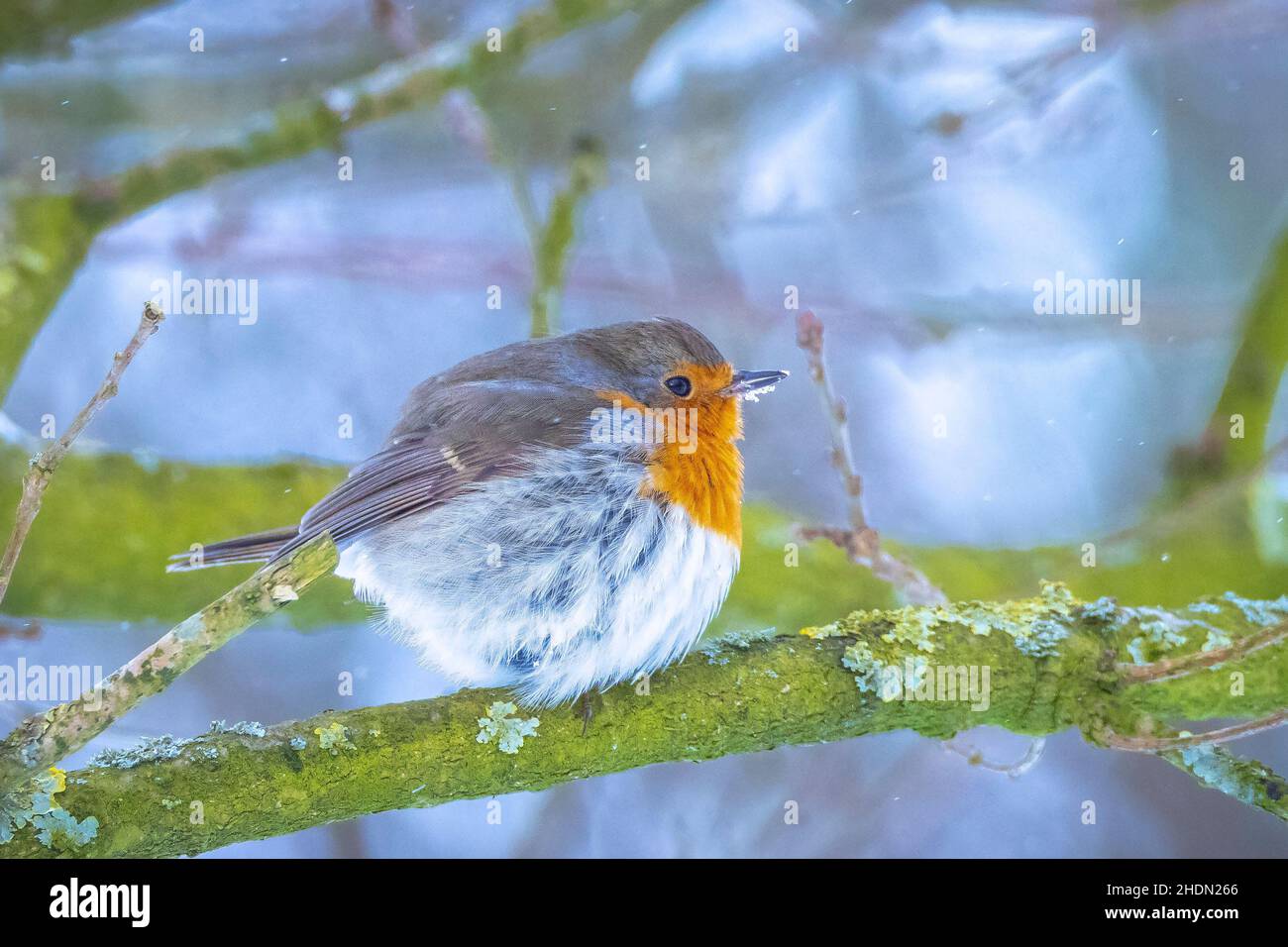 Europäischer Rotkehlchen Erithacus rubecula Futter im Schnee, schöne kalte Winter Einstellung Stockfoto