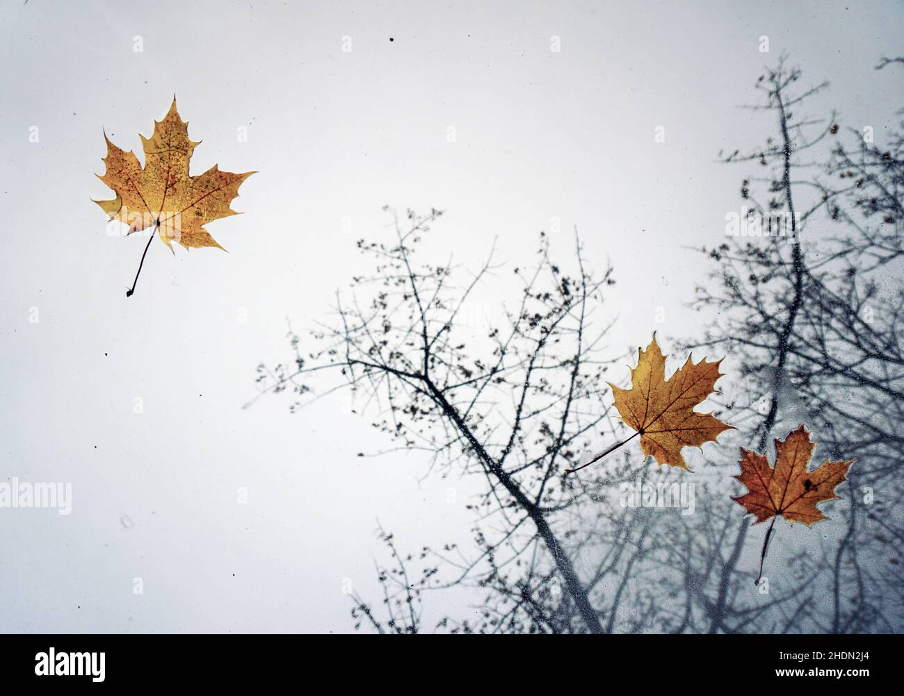 Herbstblätter, Glaspaneele, Blatt, Glaspaneele Stockfoto